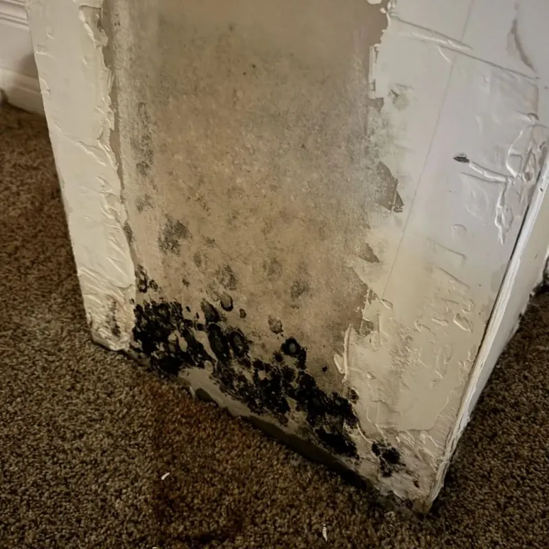 Professional Mold Removal in Haltom City, TX